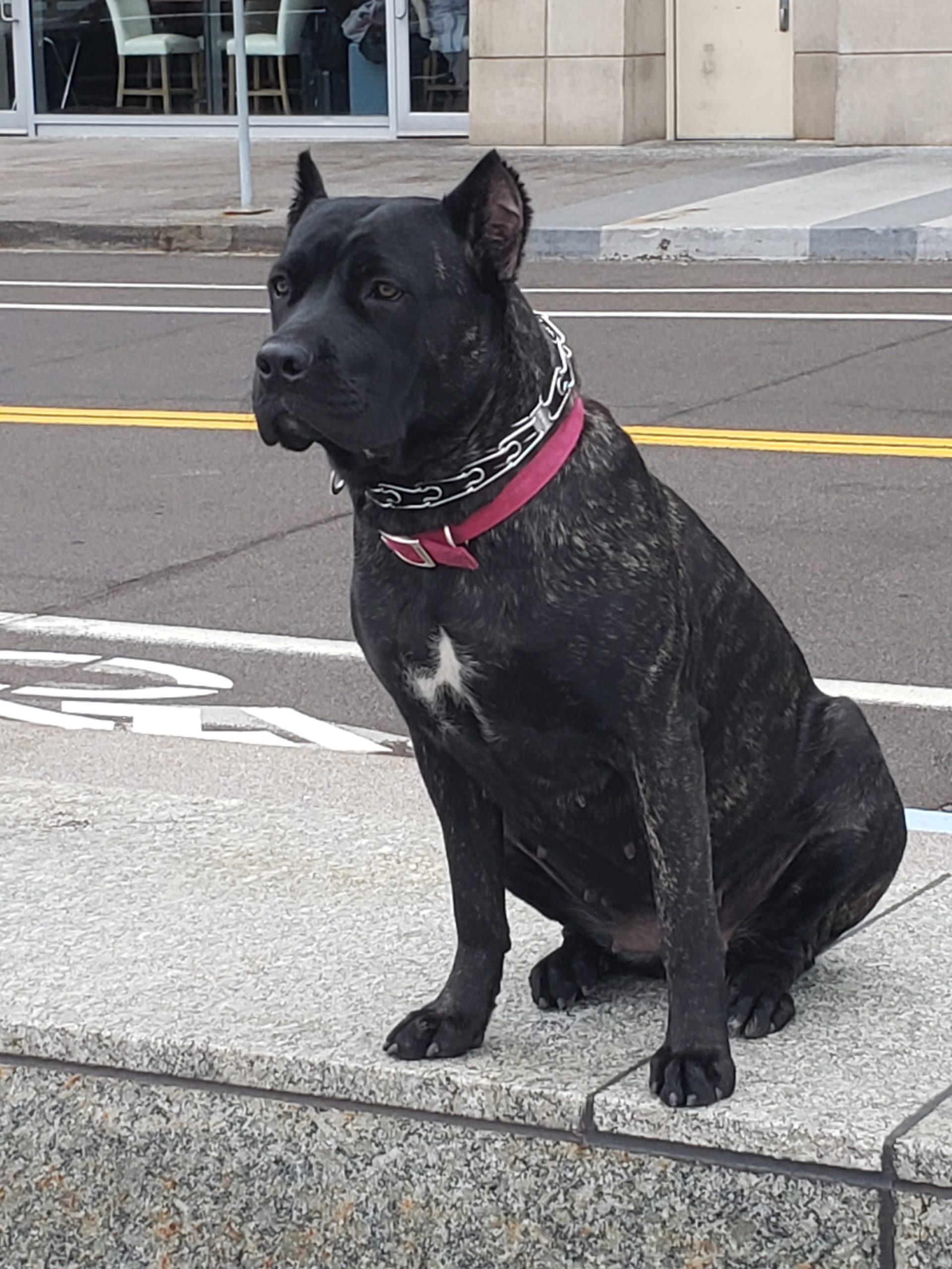 Cane Corso - Sidewalk Dog