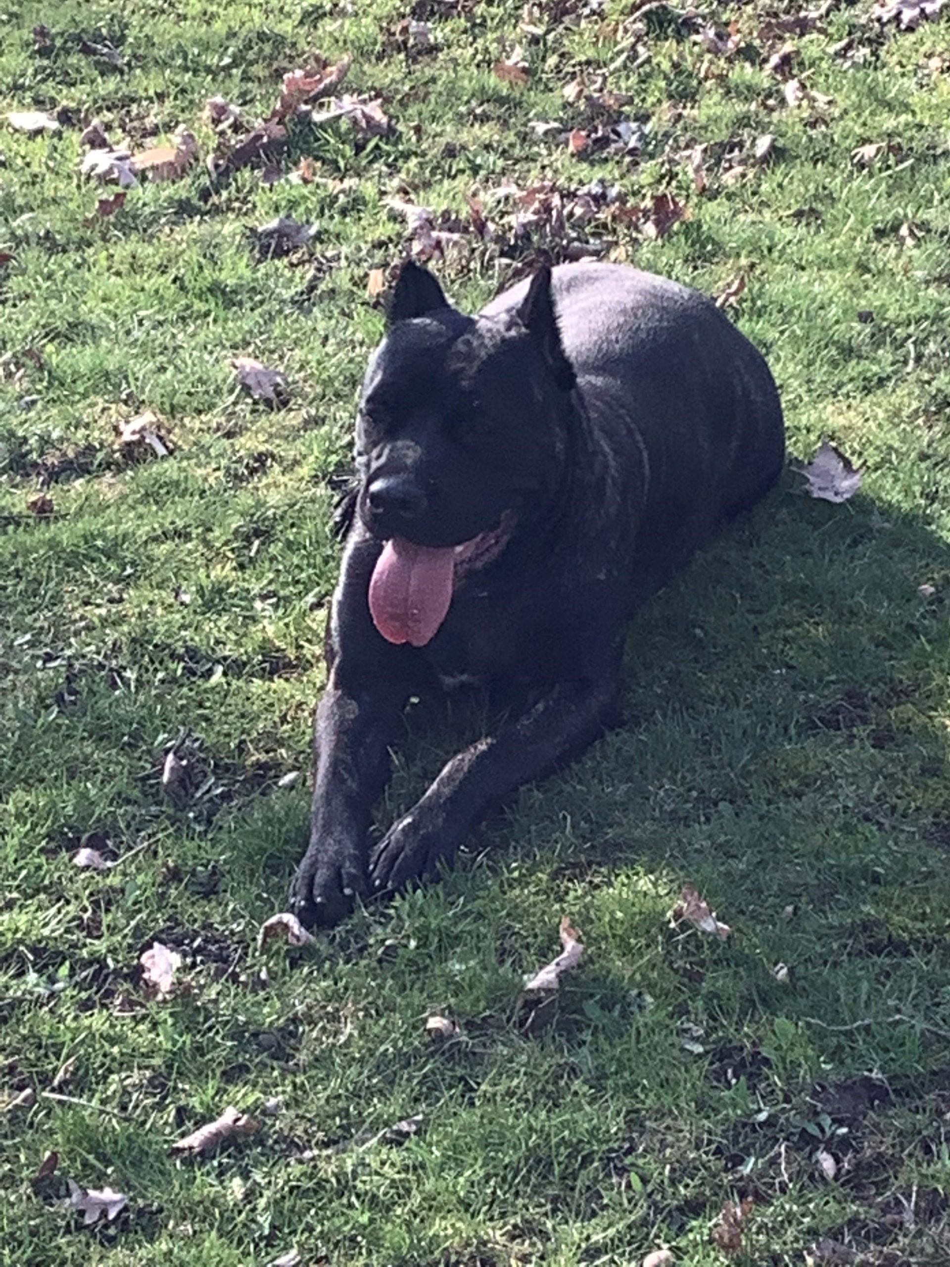 king cane corso dogs/cane corso puppies for sale michigan